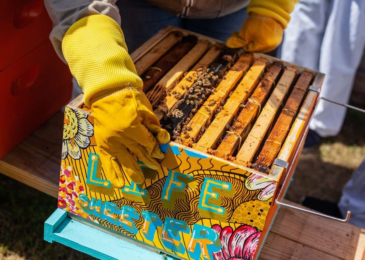 A close-up of a beekeeper in yellow gloves working with the wooden frames inside a colorful hive box painted with 'LIFE STARTER' graphics, emphasizing the source of beeswax.