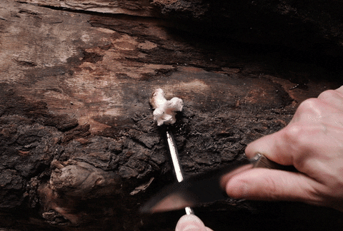 Animated clip of the fireROD fire starter being struck, showing a bright shower of sparks flying onto tinder or kindling in a dark environment.